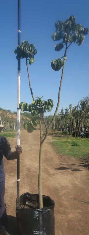 Trichilia Emetica 100lt Common Name: Natal Mohogany