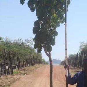 Trichilia Emetica 200lt Common Name: Natal Mohogany