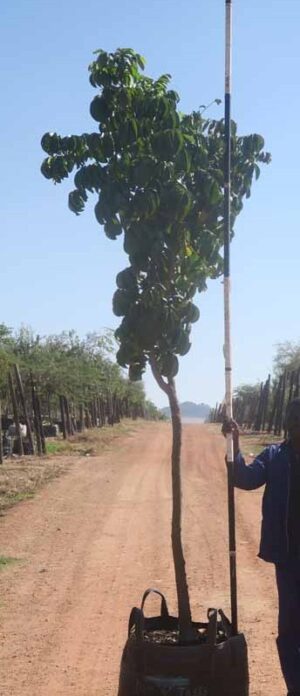 Trichilia Emetica 200lt Common Name: Natal Mohogany