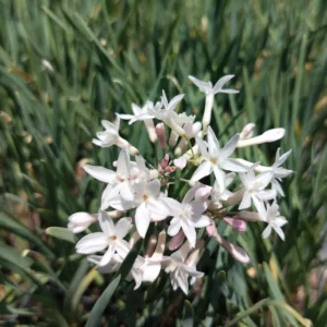 Tulbaghia Pearl White 4kg