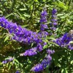 Vitex Agnus Castus 10lt
