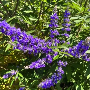 Vitex Agnus Castus 10lt Vitex Agnus Castus 10lt