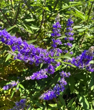 Vitex Agnus Castus 10lt