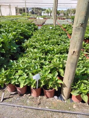 Hydrangea Early Blue 22cm Pot