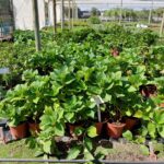 Hydrangea Magical Green Cloud 22cm Pot