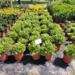 Rumohra Adiantiformis 17cm Pot Common Name: Leatherleaf Fern