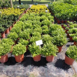 Rumohra Adiantiformis 17cm Pot Common Name: Leatherleaf Fern