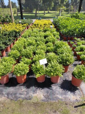 Rumohra Adiantiformis 17cm Pot Common Name: Leatherleaf Fern