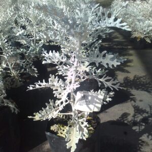 Cineraria Silver Dust 14cm Pot
