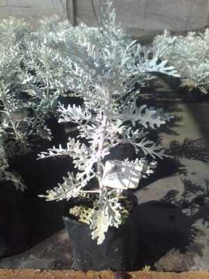 Cineraria Silver Dust 14cm Pot