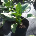 Zantedeschia Green Zebra 4lt Common Name: Green Zebra Calla Lily, Green Zebra Arum Lily