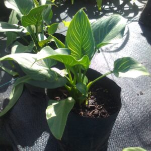 Zantedeschia Green Zebra 4lt Common Name: Green Zebra Calla Lily, Green Zebra Arum Lily