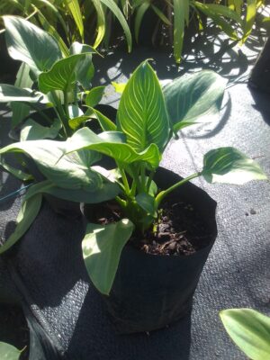 Zantedeschia Green Zebra 4lt Common Name: Green Zebra Calla Lily, Green Zebra Arum Lily