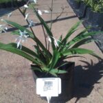 Arthropodium Cirratum 4kg Common Name: Renga Renga Lily / New Zealand Rock Lily