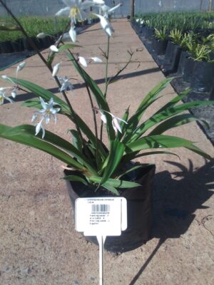 Arthropodium Cirratum 4kg Common Name: Renga Renga Lily / New Zealand Rock Lily
