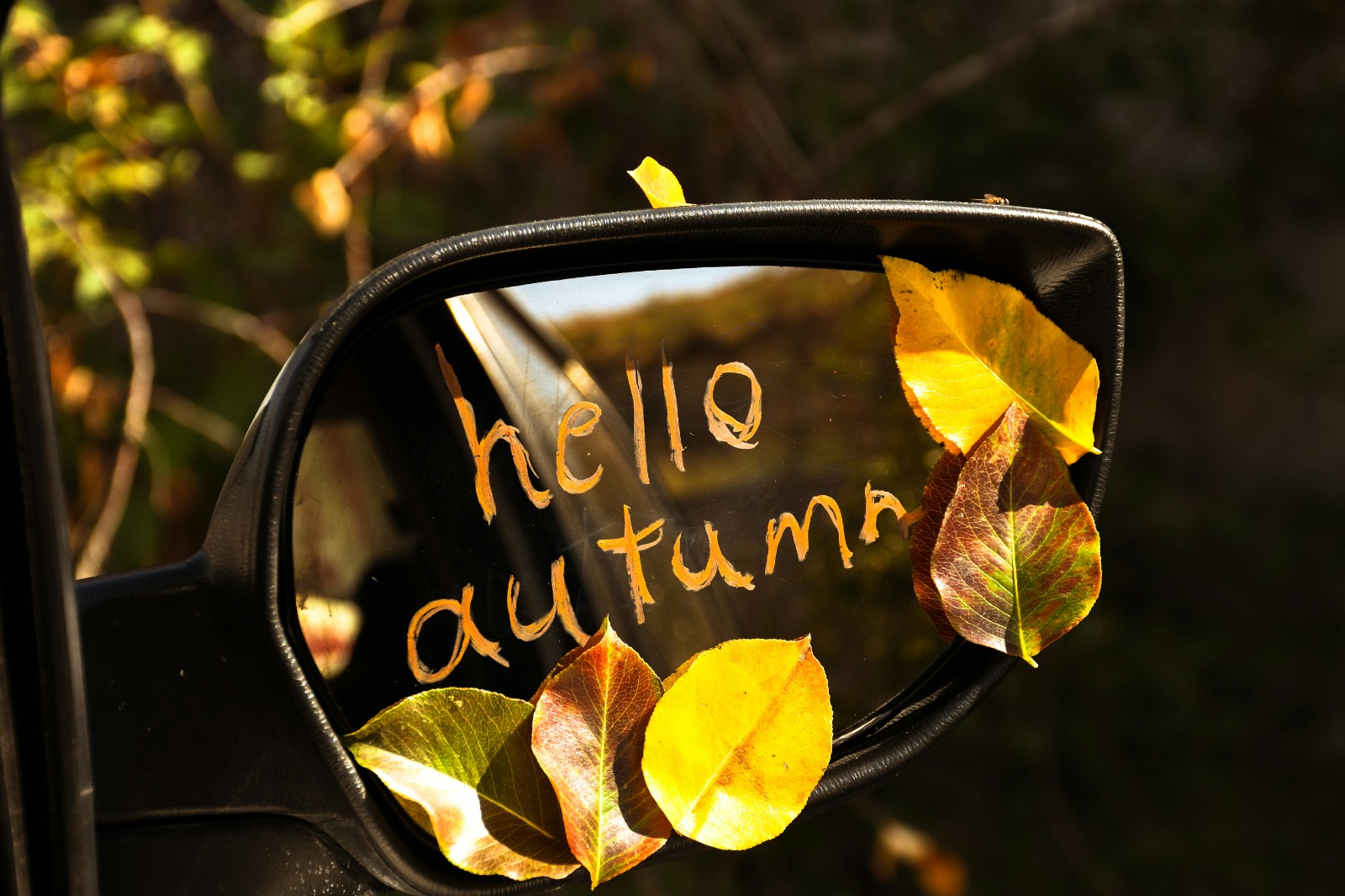 Autumn plant sale display with colourful garden plants, shrubs, and flowering perennials. Clicknplant Nursery