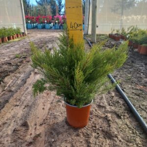 Coleonema 'Pink' 17cm Pot Common Name: Pink Confetti Bush Coleonema 'Pink' 17cm Pot Common Name: Pink Confetti Bush