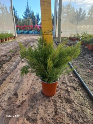 Coleonema 'Pink' 17cm Pot Common Name: Pink Confetti Bush Coleonema 'Pink' 17cm Pot Common Name: Pink Confetti Bush