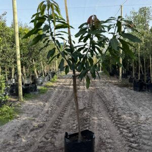 Mango Tree "Kent" 50lt Mango Tree "Kent" 50lt