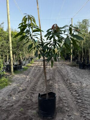 Mango Tree "Kent" 50lt