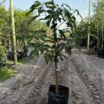 Mango Tree "Kent" 50lt