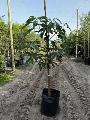 Mango Tree "Kent" 50lt
