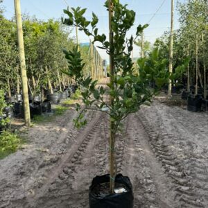 Meyer Lemon Tree 50lt Meyer Lemon Tree 50lt