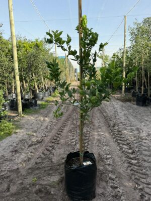 Meyer Lemon Tree 50lt