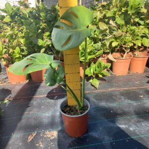 Delicious Monster 17cm Pot Delicious Monster 17cm Pot