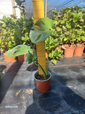 Delicious Monster 17cm Pot