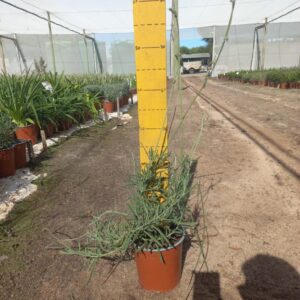 Lavender Margaret Roberts 17cm Pot Lavender Margaret Roberts 17cm Pot