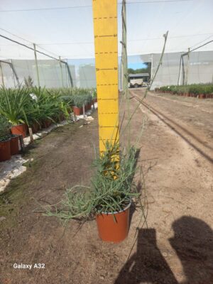 Lavender Margaret Roberts 17cm Pot