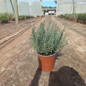 Lavendula Stoechas 17cm Pot Lavendula Stoechas 17cm Pot