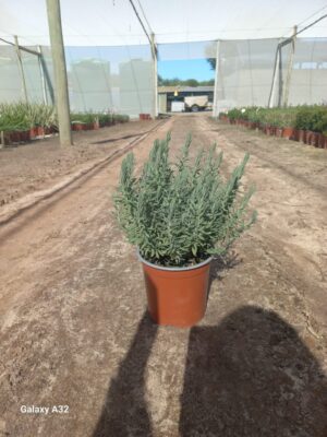 Lavendula Stoechas 17cm Pot