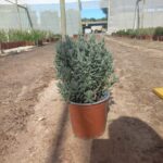 French Lavender Purple 17cm Pot