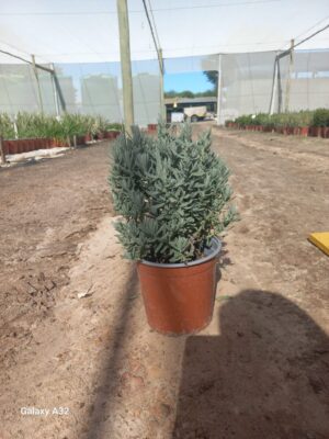 French Lavender Purple 17cm Pot French Lavender Purple 17cm Pot