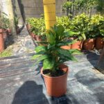 Aucuba japonica ‘Aurea’ 22cm Pot Common Name: Gold Dust Plant, Spotted Laurel