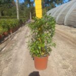 Duranta Blue Shower 22cm Pot