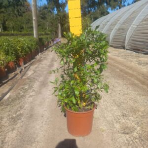Duranta Blue Shower 22cm Pot Duranta Blue Shower 22cm Pot