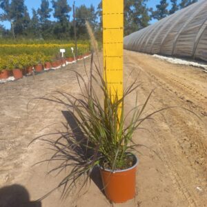 Pennisetum Atropurpureum 17cm Pot Pennisetum Atropurpureum 17cm Pot