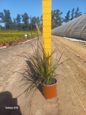 Pennisetum Atropurpureum 17cm Pot