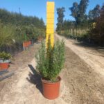 Rosemary Tuscan Blue 22cm Pot