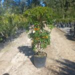 Tecomaria Capensis (Honeysuckle) 20lt