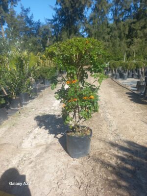 Tecomaria Capensis (Honeysuckle) 20lt