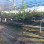 Virgilia Oroboides 10lt Common Name: Blossom Tree, Amaqua Tree, Keurboom