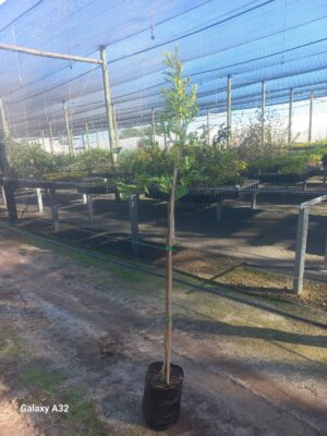 Virgilia Oroboides 10lt Common Name: Blossom Tree, Amaqua Tree, Keurboom