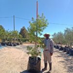 Heteropyxis Natalensis (Lavender Tree) 125lt