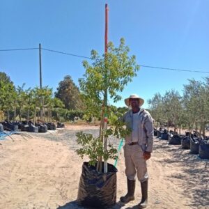 Heteropyxis Natalensis (Lavender Tree) 125lt Heteropyxis Natalensis (Lavender Tree) 125lt