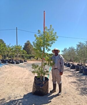 Heteropyxis Natalensis (Lavender Tree) 125lt