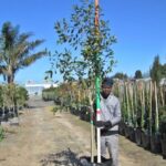 Syzygium guineense 125lt
